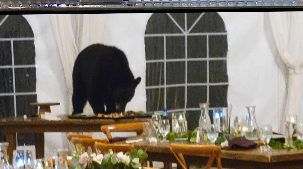 Bear crashes couple's wedding, steals their desserts