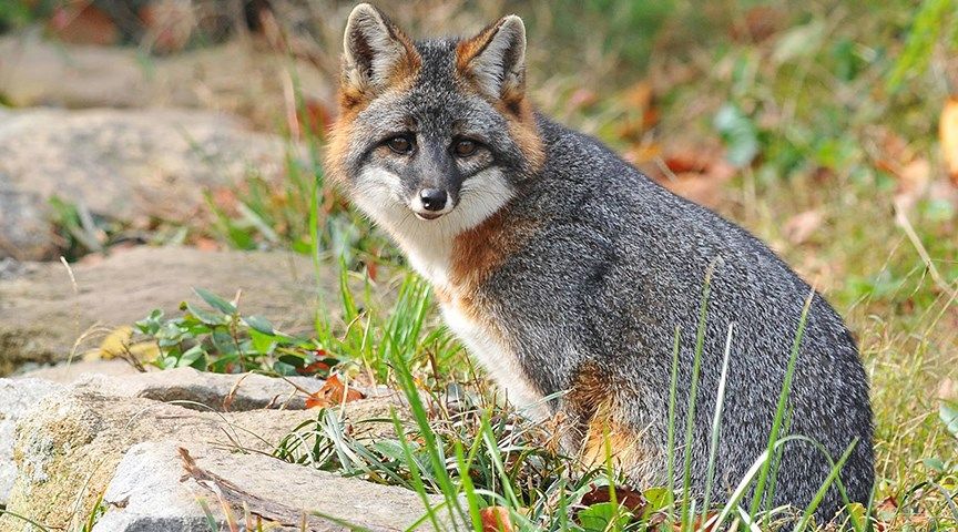 極美品★グレースクラス★8way★リバーシブル★フォックスポンチョ Maymont mourns loss of beloved gray fox
