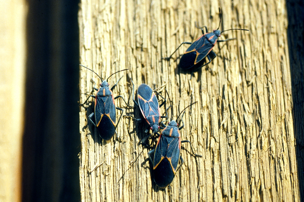 s*.様 House on the Hill Jumpsuit(insect) SHVK3FV3PBADFJMNBEUDKQZQDI.jpg