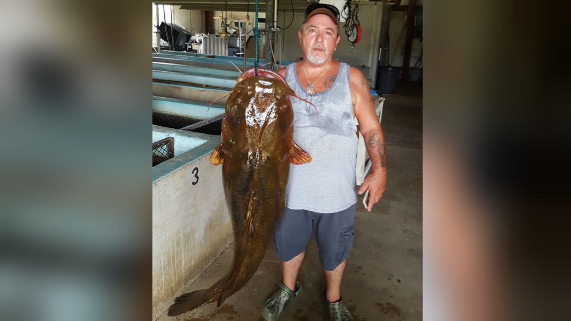 Fisherman reels in massive catfish that could break a world record