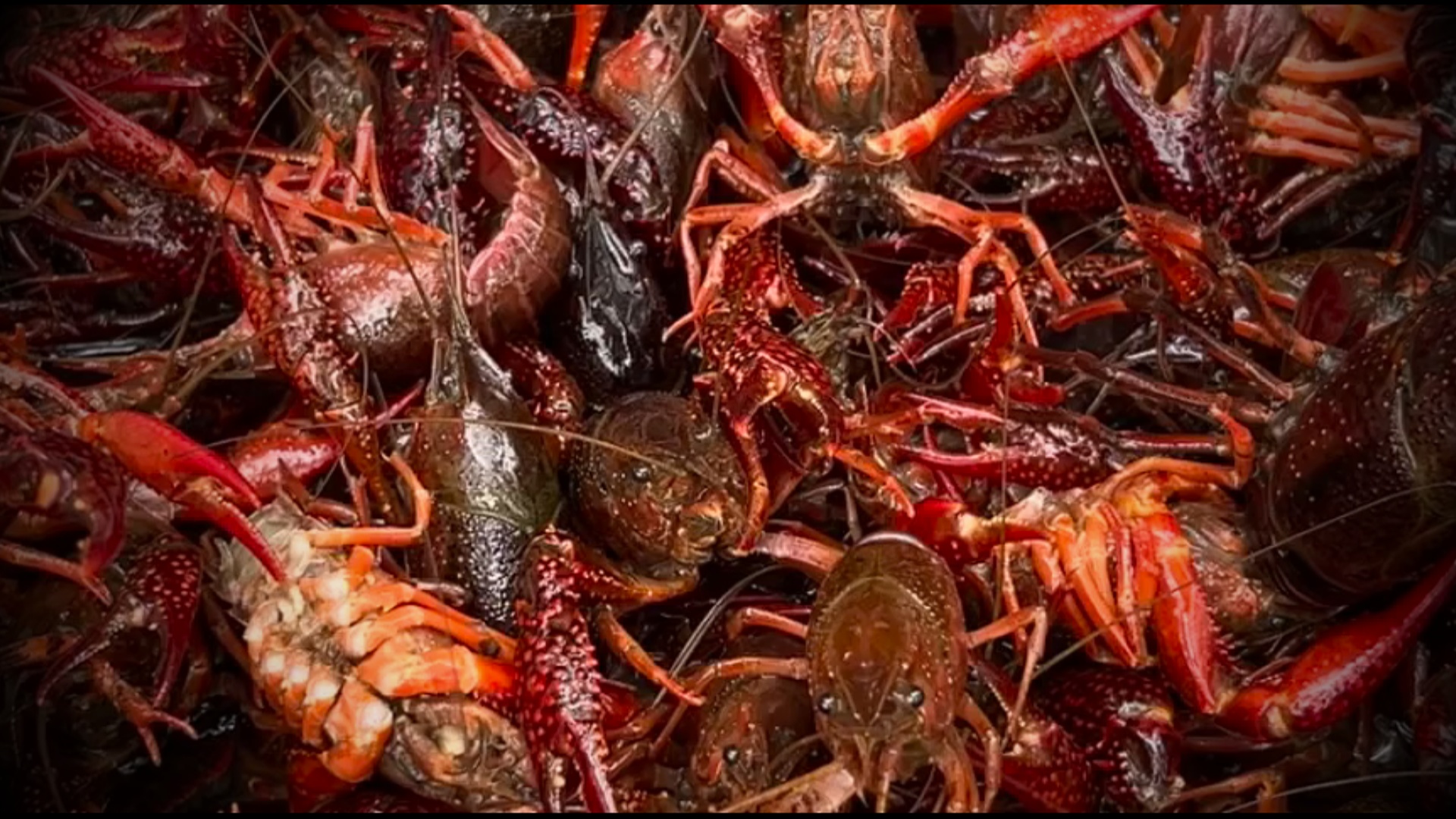 Worst season ever;' Experts predict historically bad crawfish harvest to  drive prices up