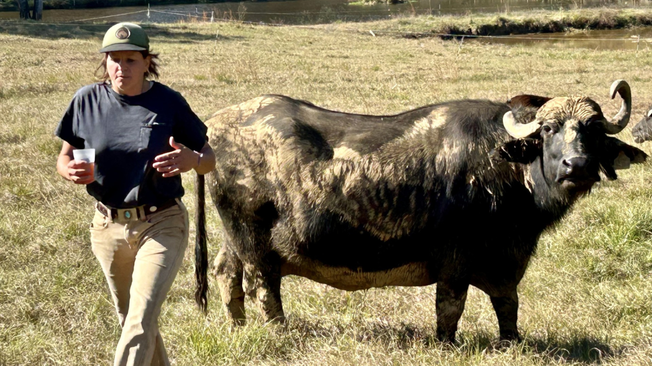 Riverine Ranch Beardslee Water Buffalo Farm