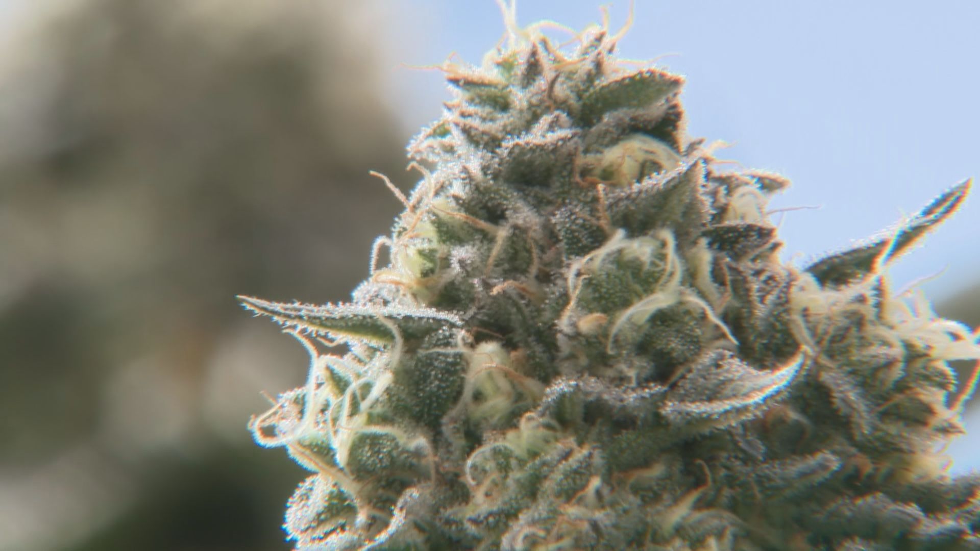 Anita Pallenberg, alluring muse who brought 'evil glamour' to Rolling  Stones, dies - The Washington Post, image size:1920x1080