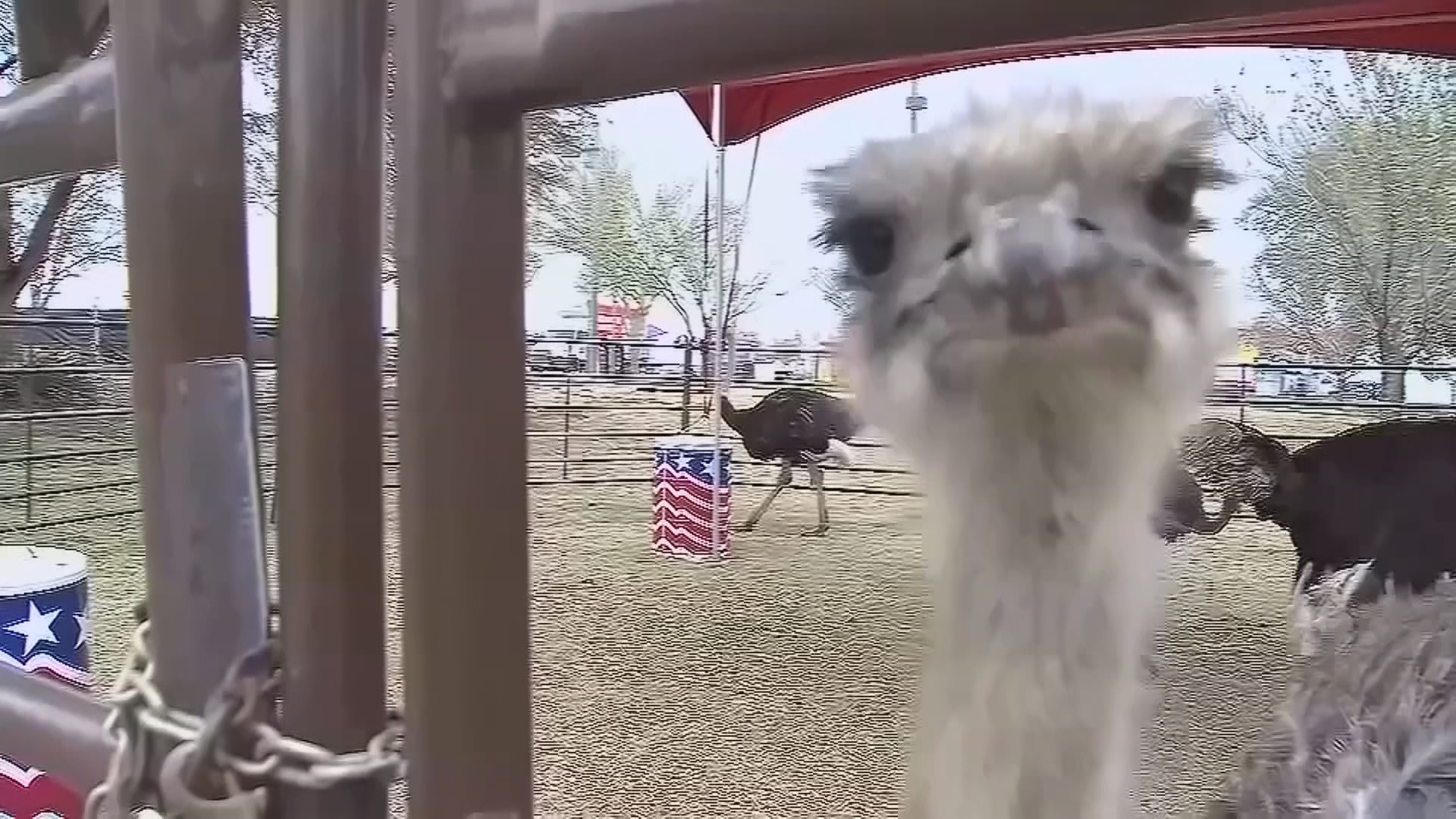 Landing - Real Ostrich