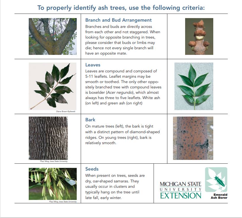 Ash Tree Identification Chart