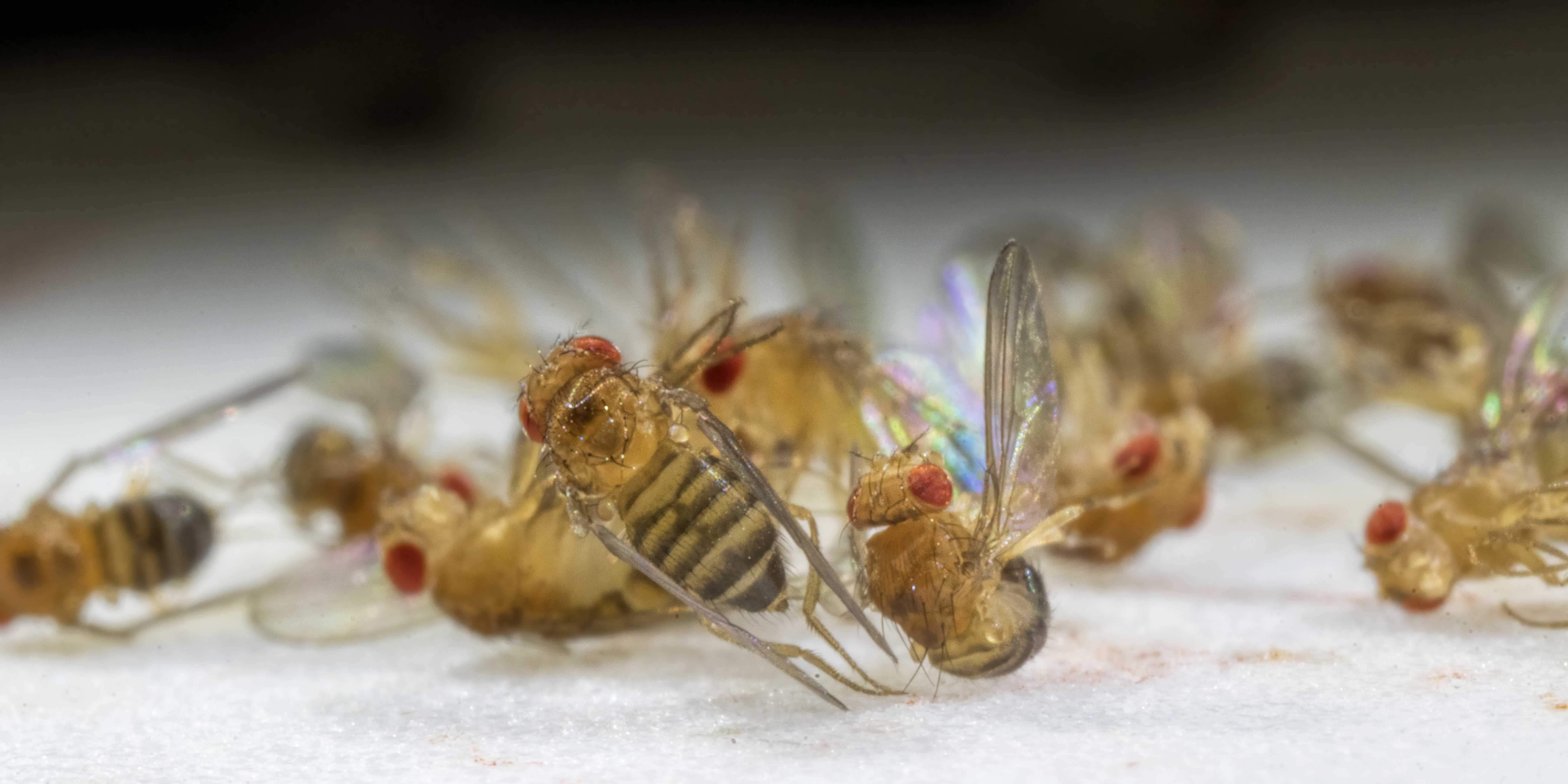 Future Fields and Jenthera Use Fruit Flies for In Vivo CRISPR Therapy