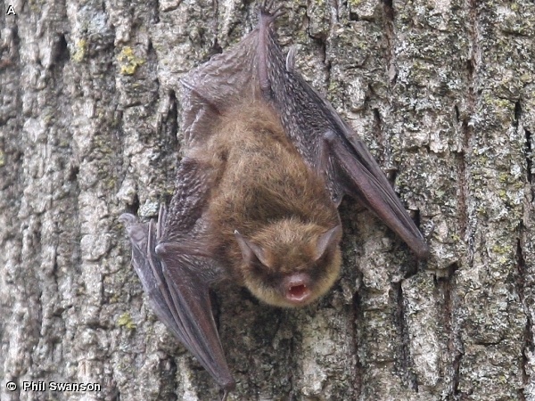 Northern Long-Eared Bat