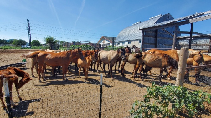 Gage County veterinarian cited for 37 counts of livestock neglect