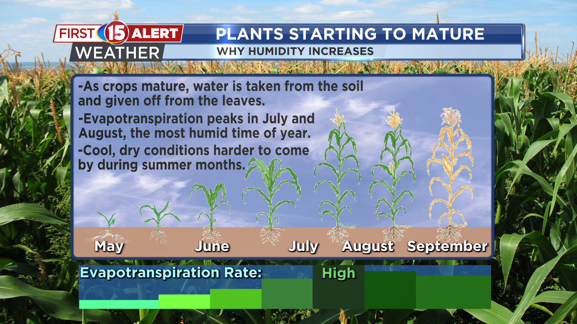 Corn Crops And Humidity