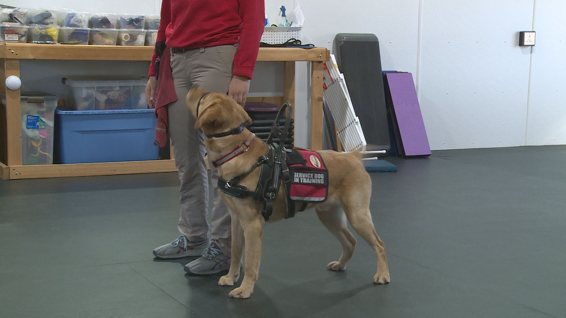 does a service dog have to be professionally trained