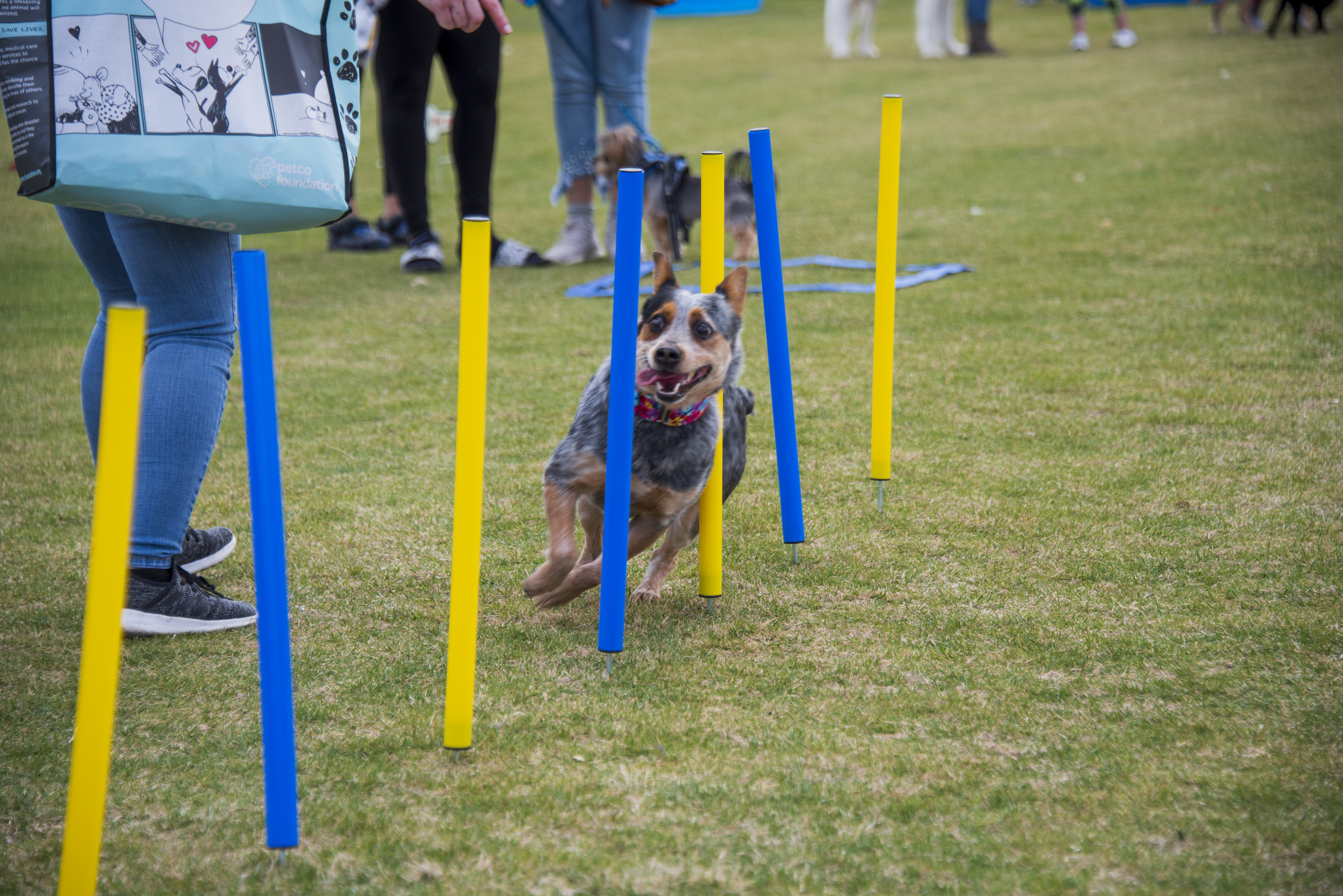 What's new at Bark in the Park this Saturday