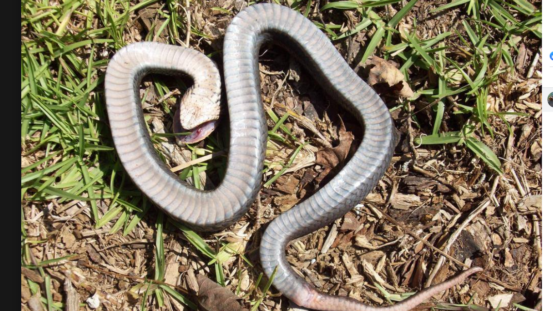 This Zombie Snake Found In Nc Pretends To Be Dead Be Careful Picking It Up