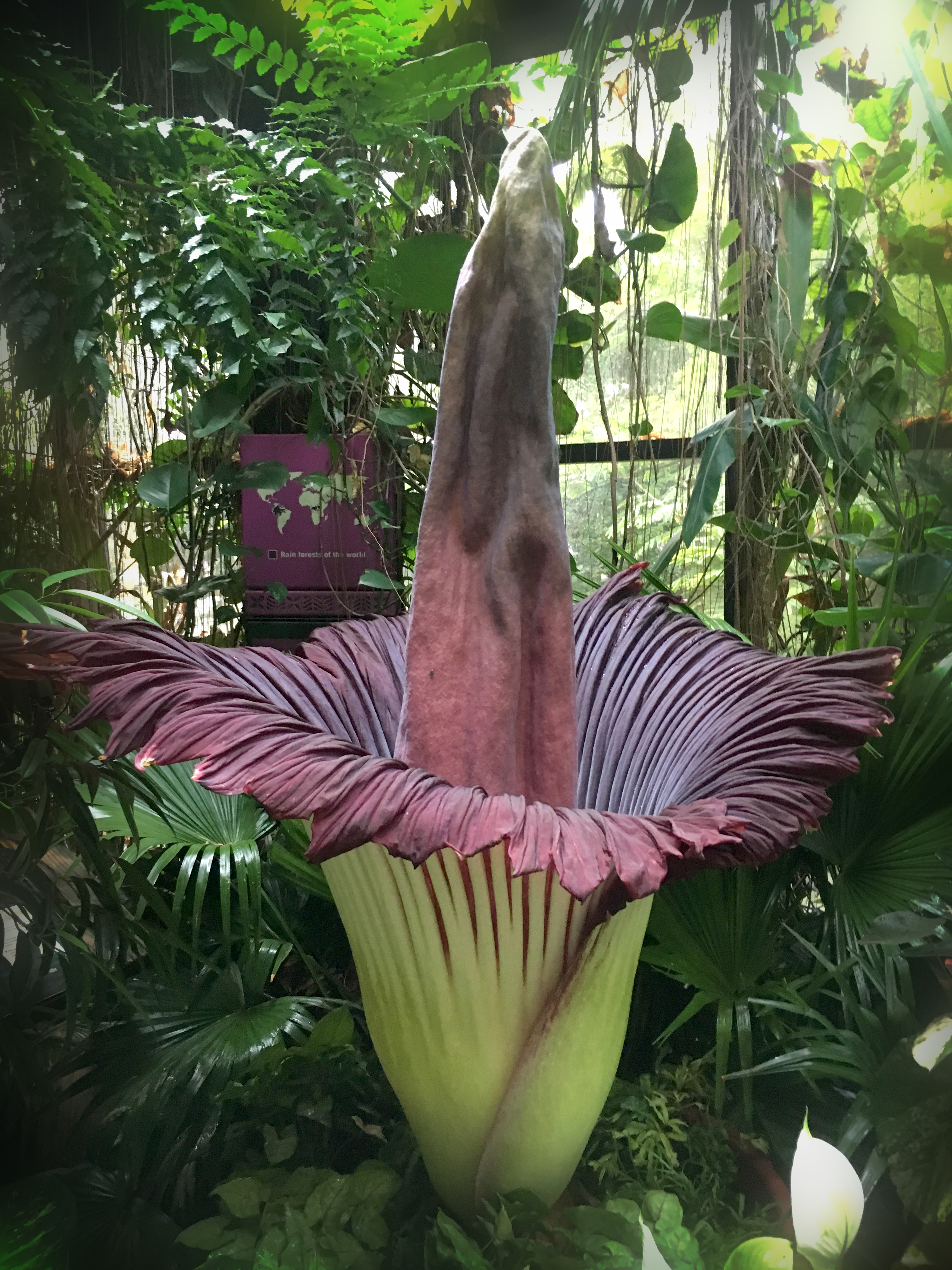 Corpse flower blooms at Cleveland zoo, Guardians possible trades