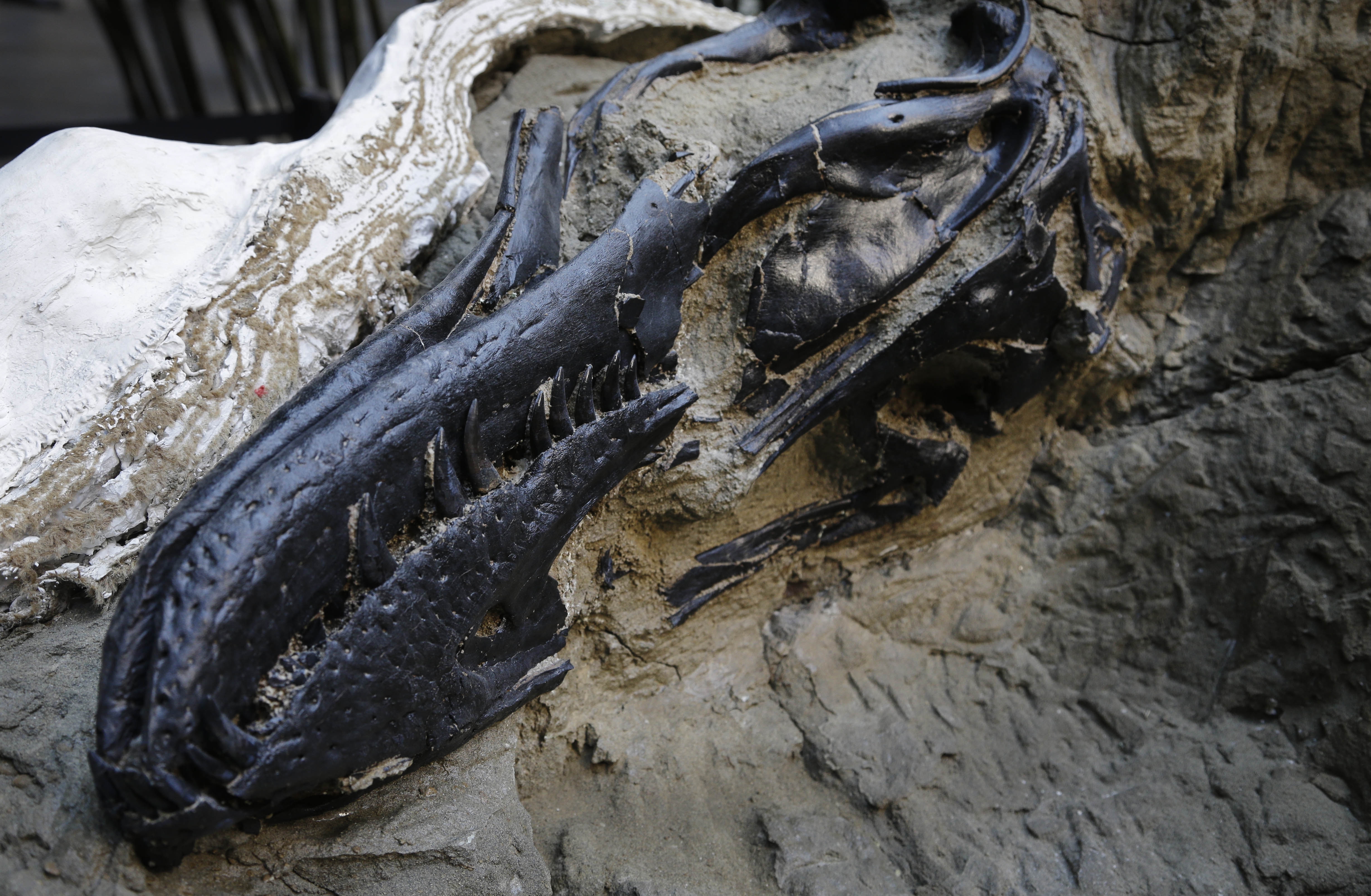 Dueling Dinosaurs' Fossil Upends T. Rex Legacy, Confirms
