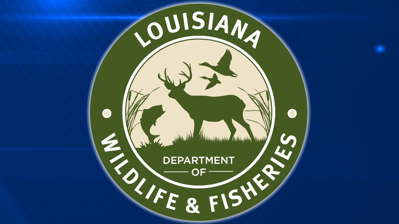 Cougar sighting verified in Northeast Louisiana
