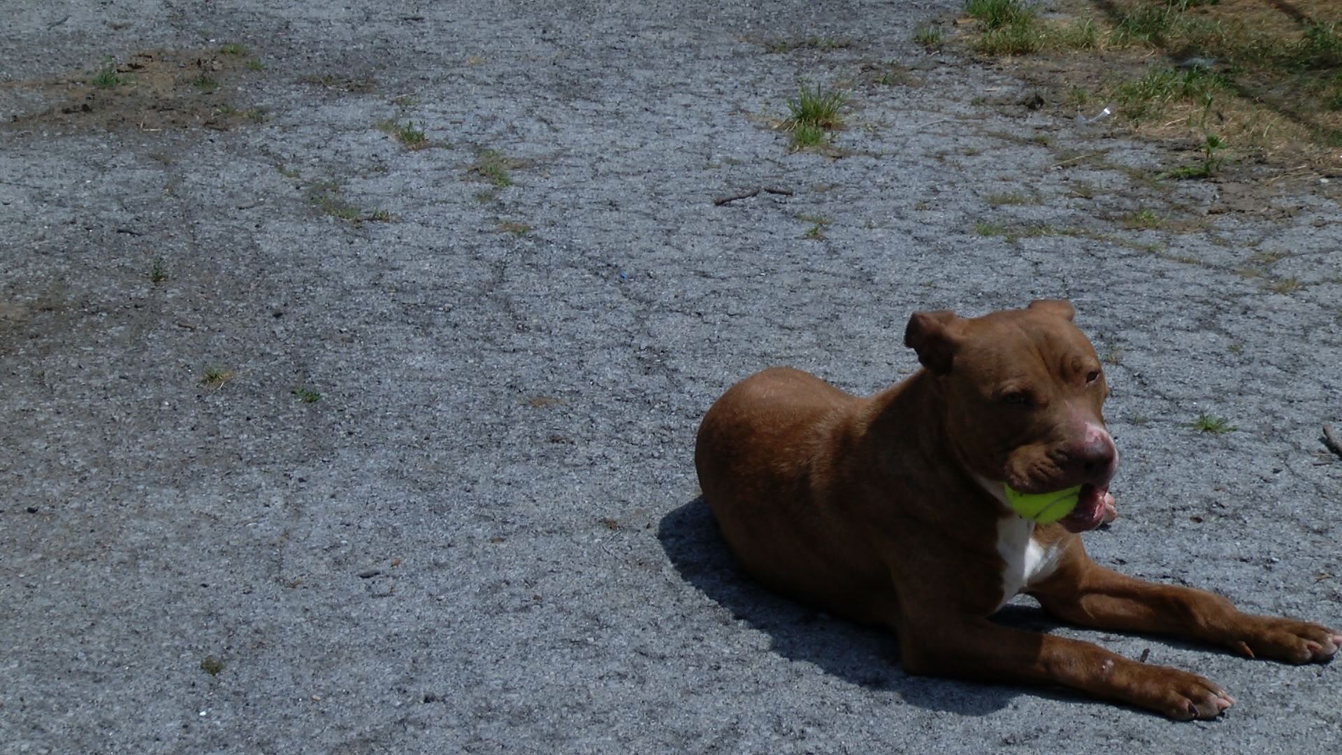 Are People Able To Keep Dogs Outside In Virginia