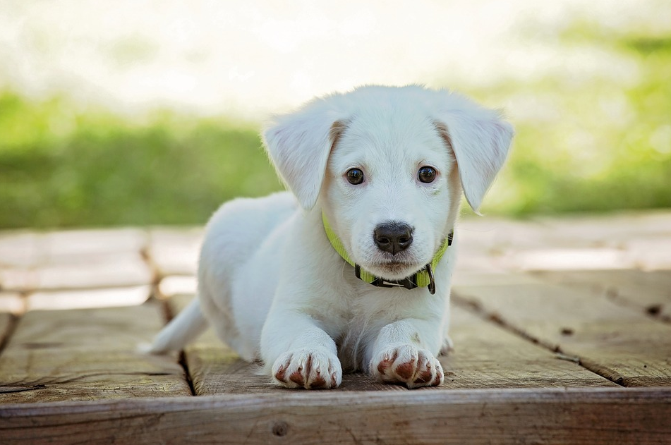 Beloit City Council prohibits sale of certain animals at pet stores