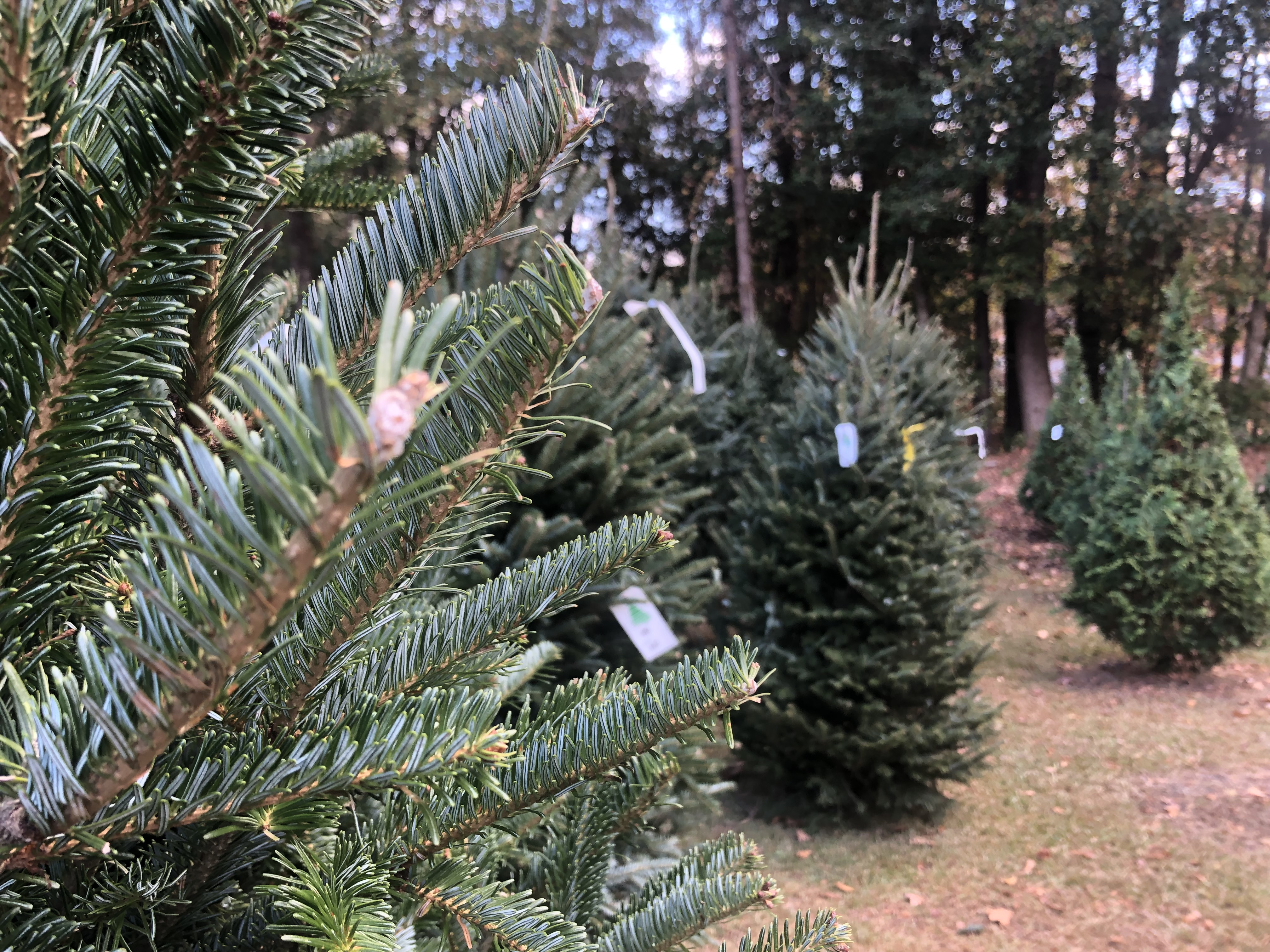 Fraser Fir  Murray Hill Farm