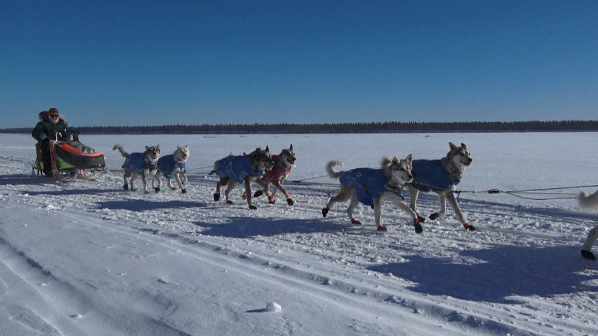 Hugh neff withdrawl deals from iditarod 2019