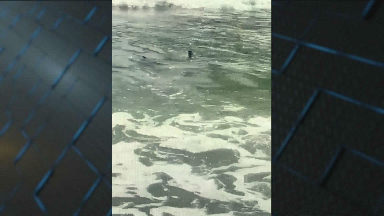 VIDEO: Shark spotted close to shore near Garden City Pier, image size:1248x702