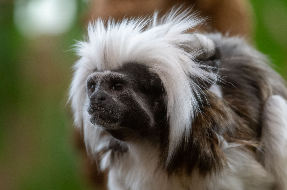 Cotton Top Tamarin  Cape May County, NJ - Official Website