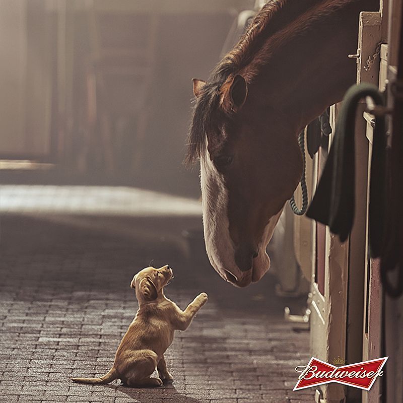 Budweiser's 'Puppy Love' commercial goes viral