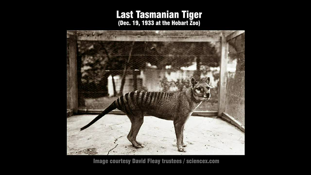 3 BRILLIANT MINUTES: Tasmanian tigers and northern lights