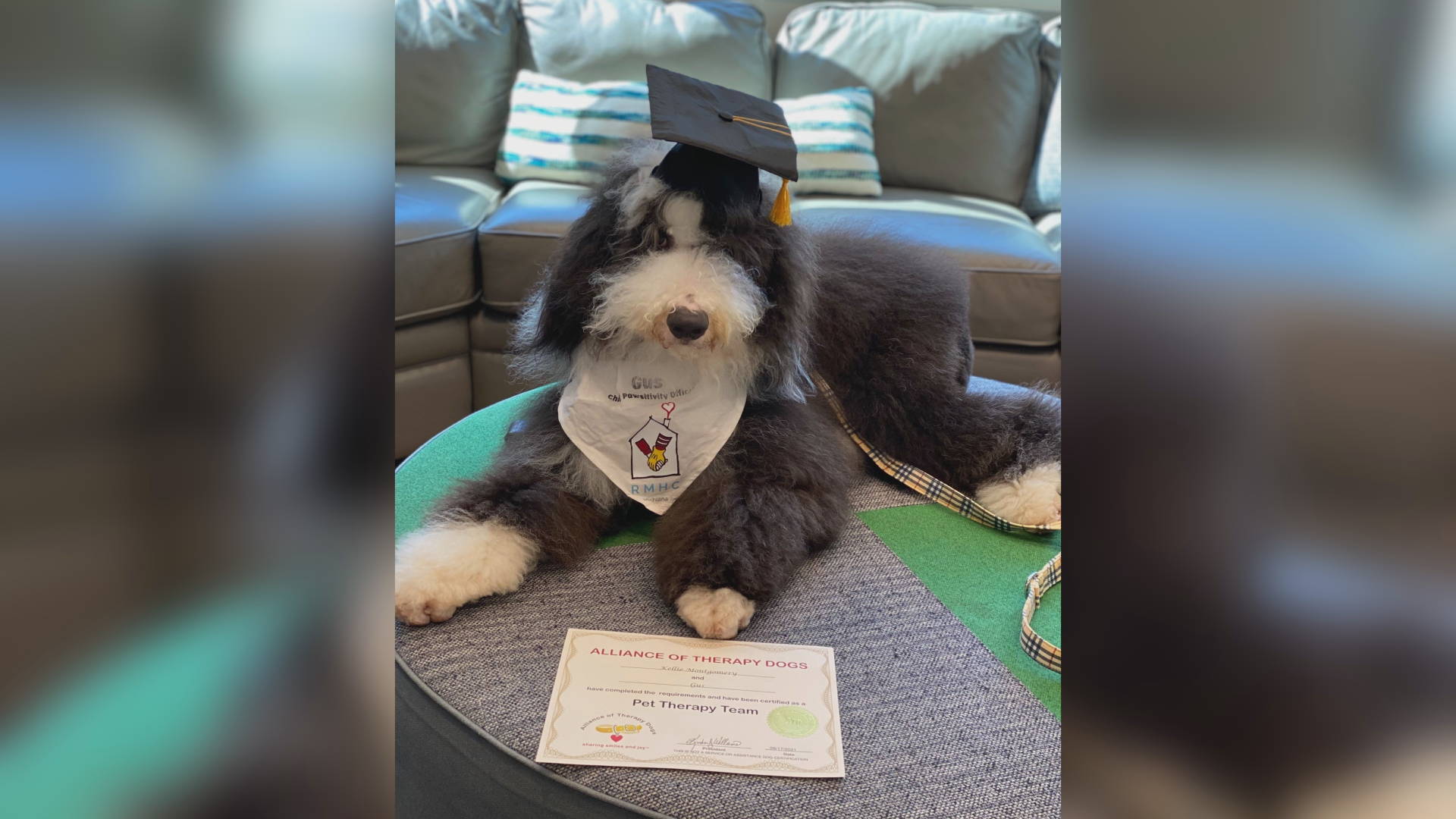 All rise for Gus Gus: Certified facility dog brings comfort to