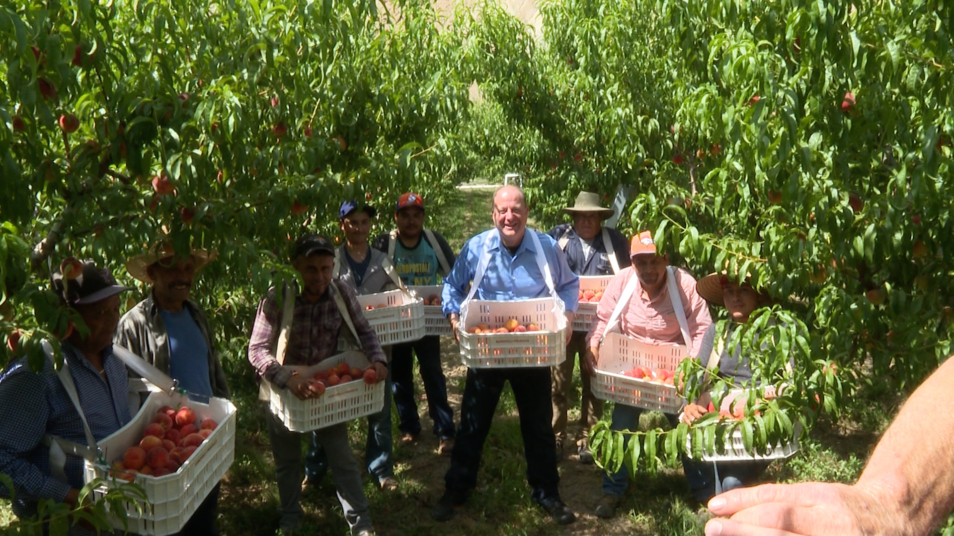 Governor Polis visits peach orchard and talks about tax cuts