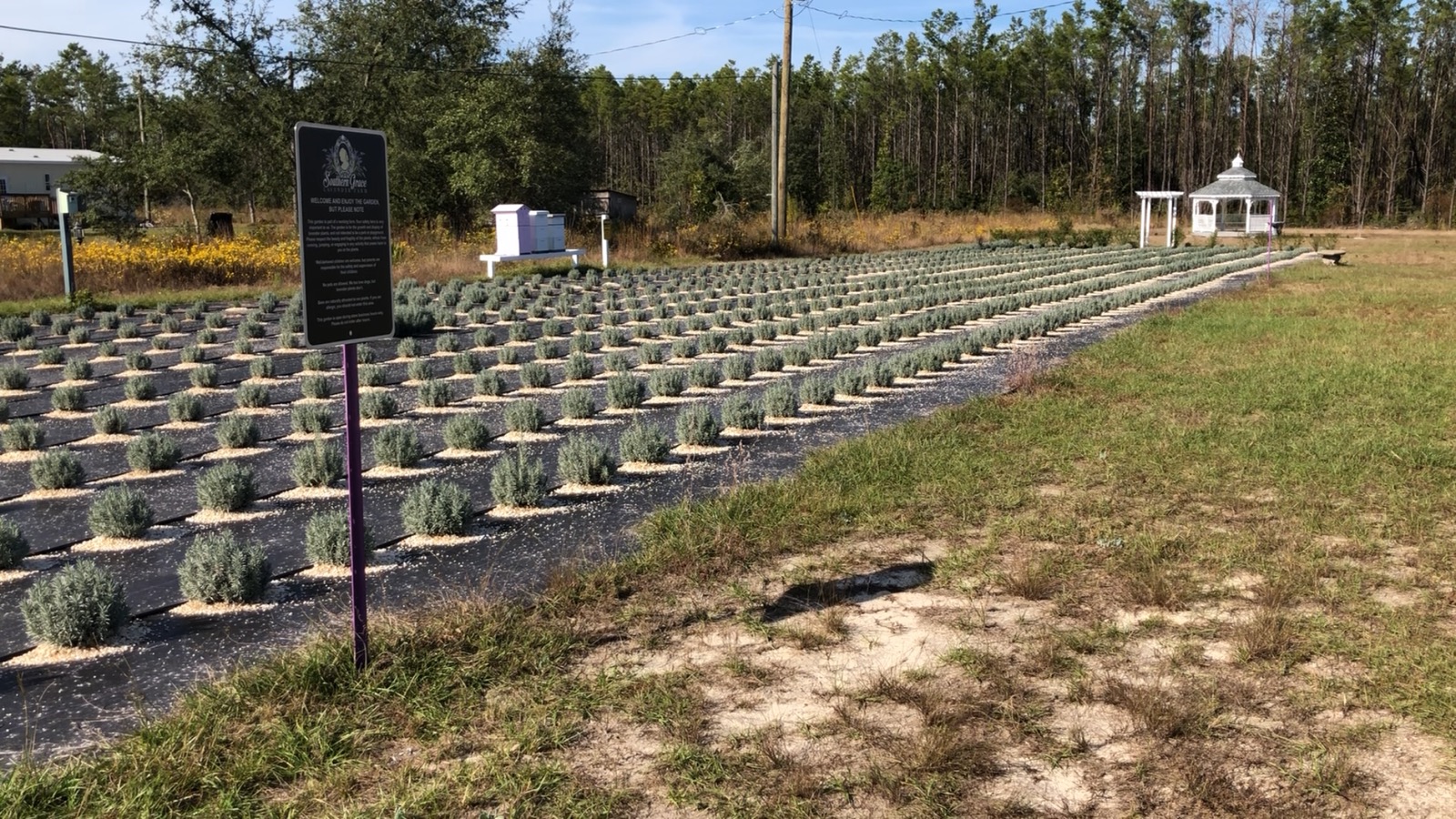 Florida S First Lavender Farm Is In Southport