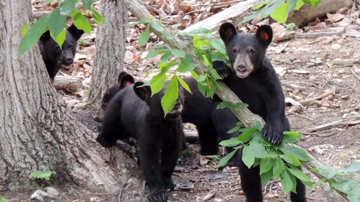 Black bears could play important role in dispersal of pathogen