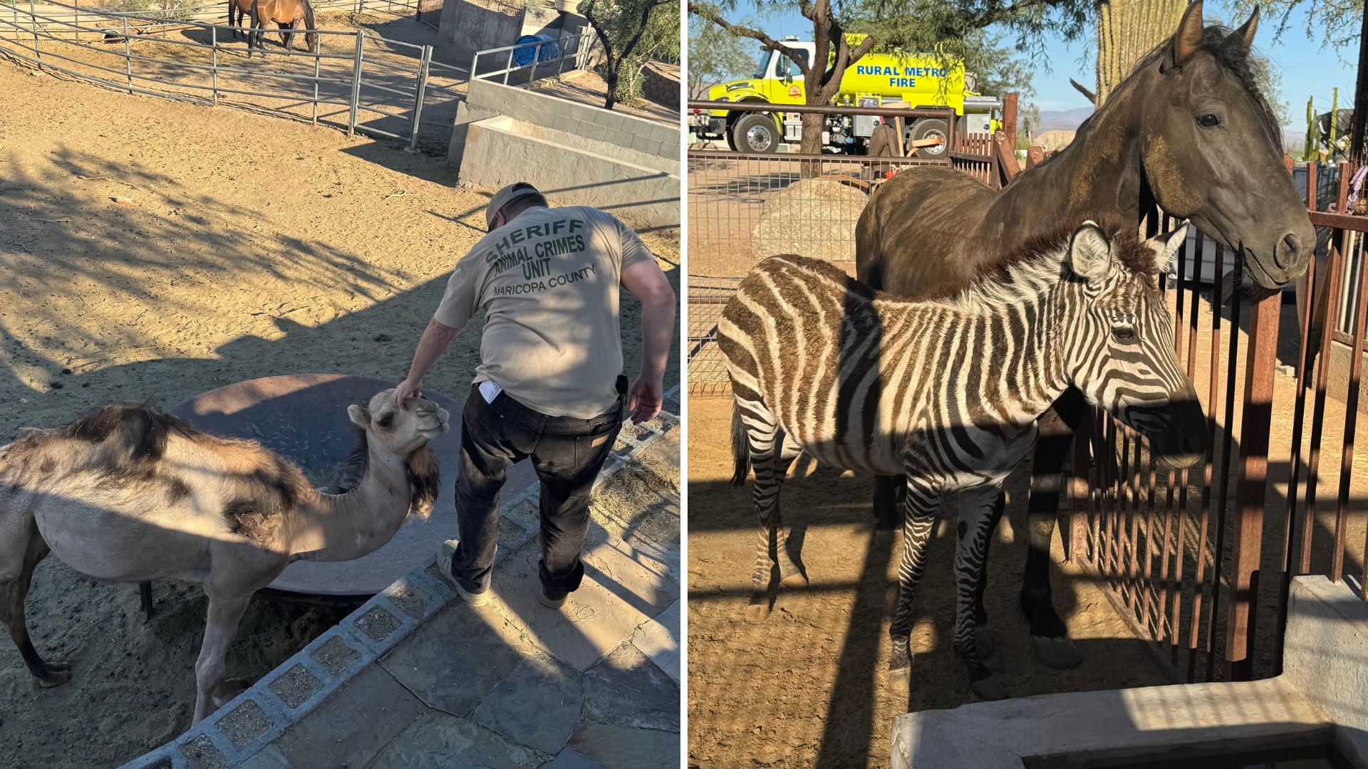 Zebra, camels, peacocks among 50+ neglected animals rescued in Rio