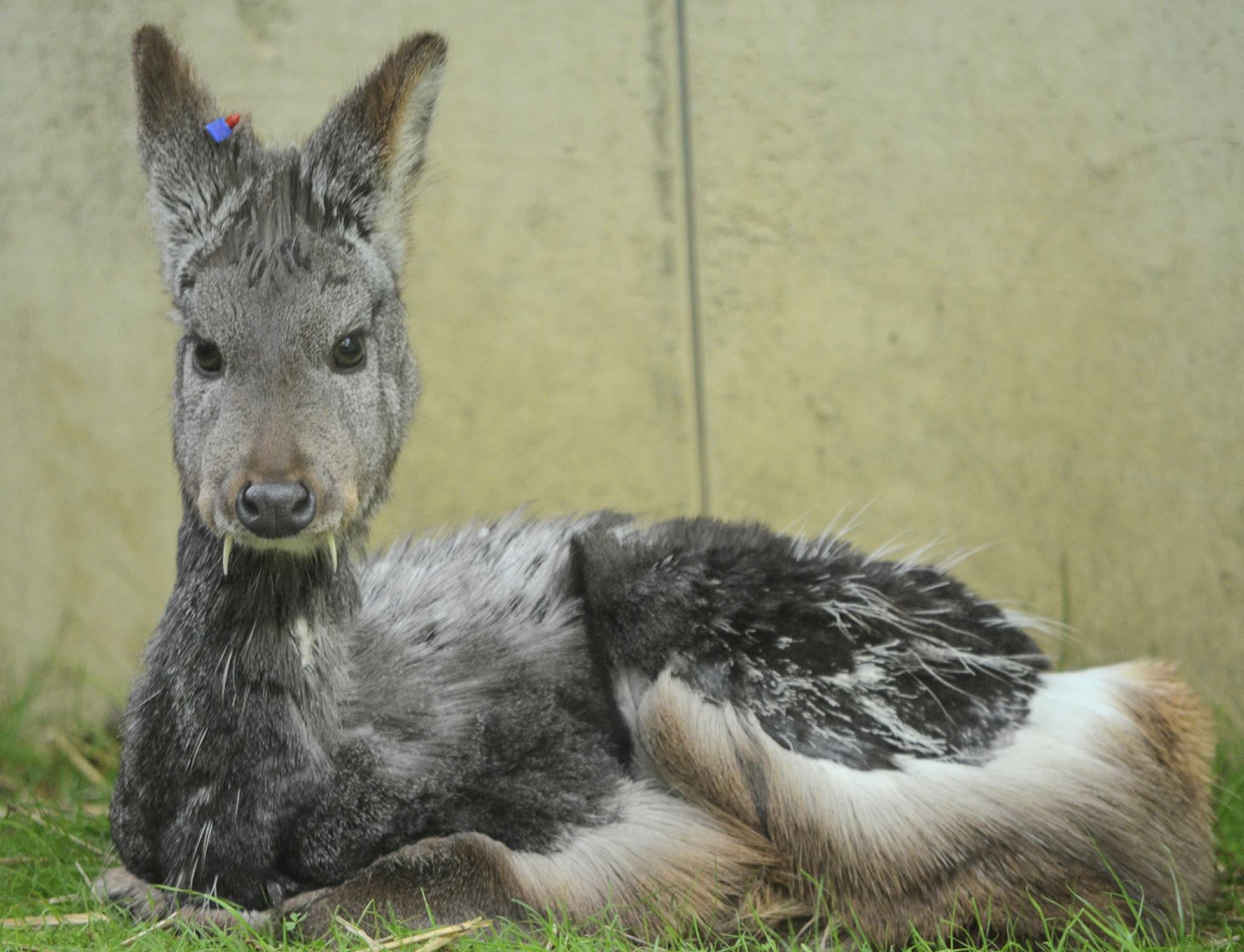 Akron Zoo welcomes adorable new deer species