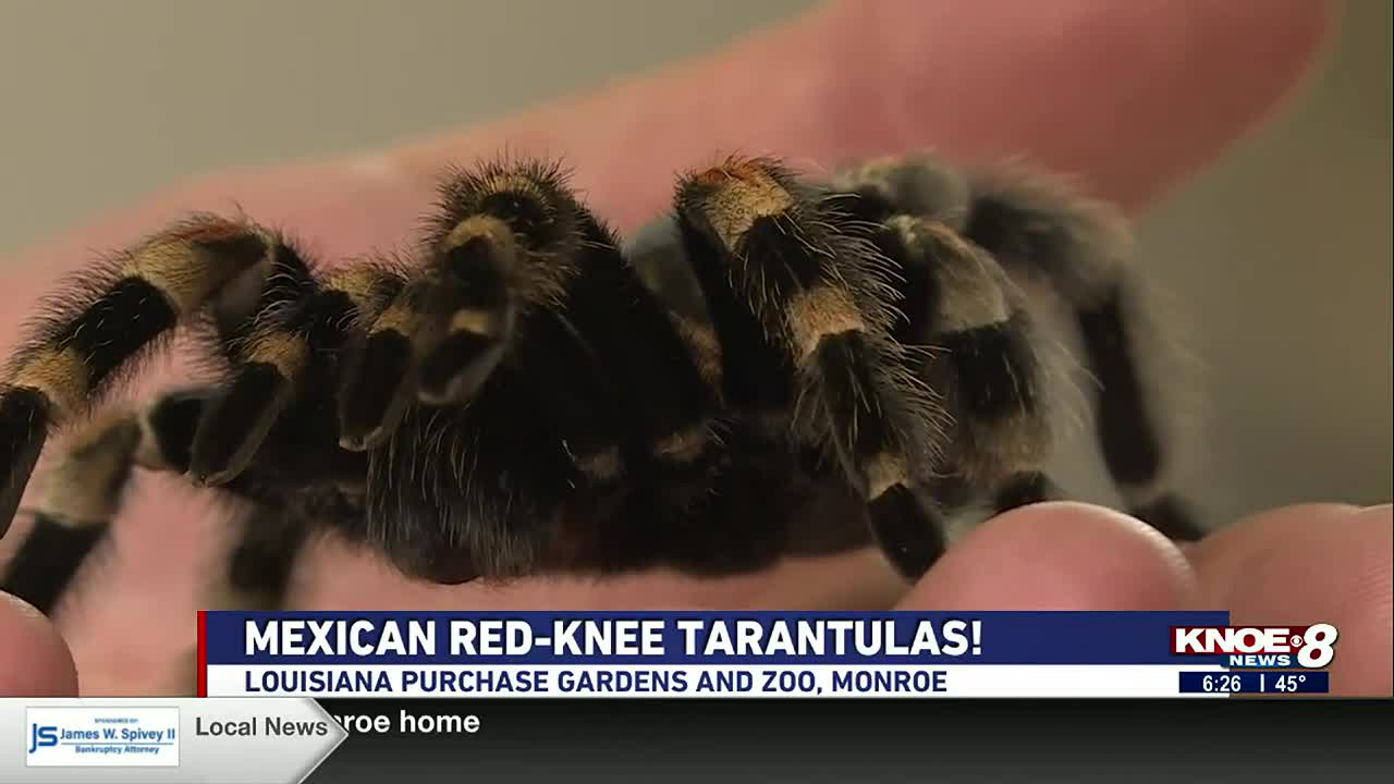 red knee tarantula