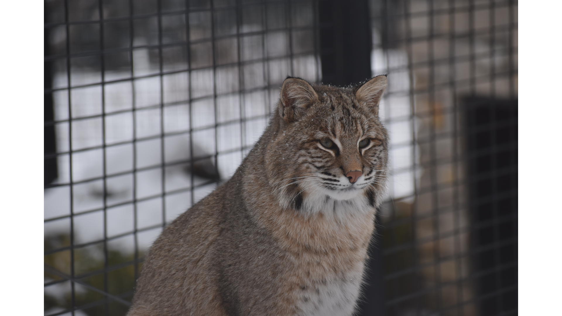 UPDATE: Bold Bobcat That Attacked Pets Has Been Shot