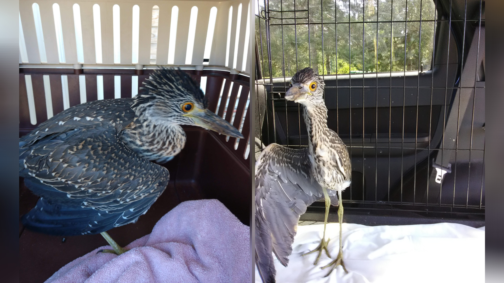 Injured bird rescue in Manistique Township turns out to be a heron species  rare to Upper Michigan