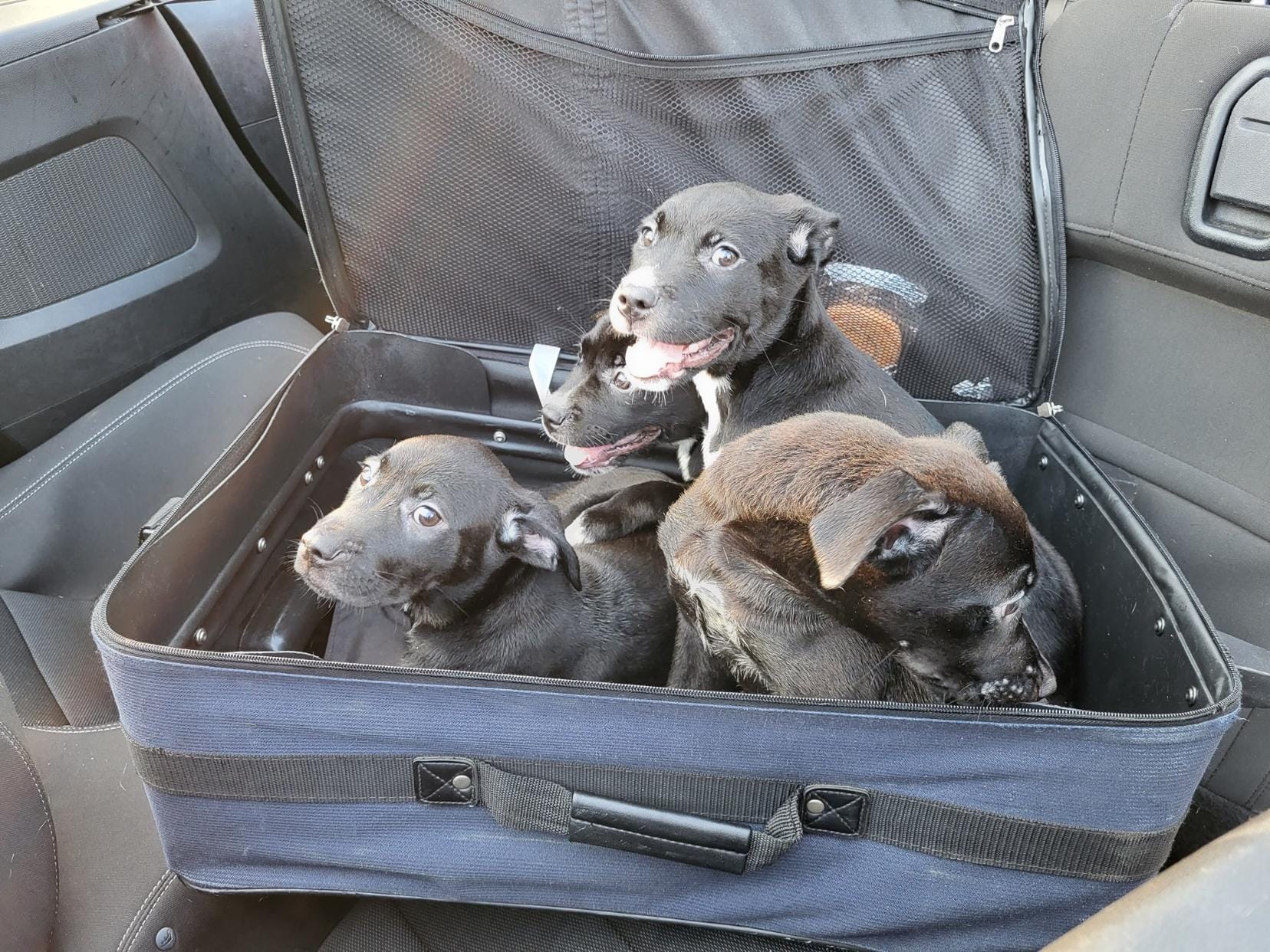 Puppies found abandoned in zipped suitcase in Guilford County