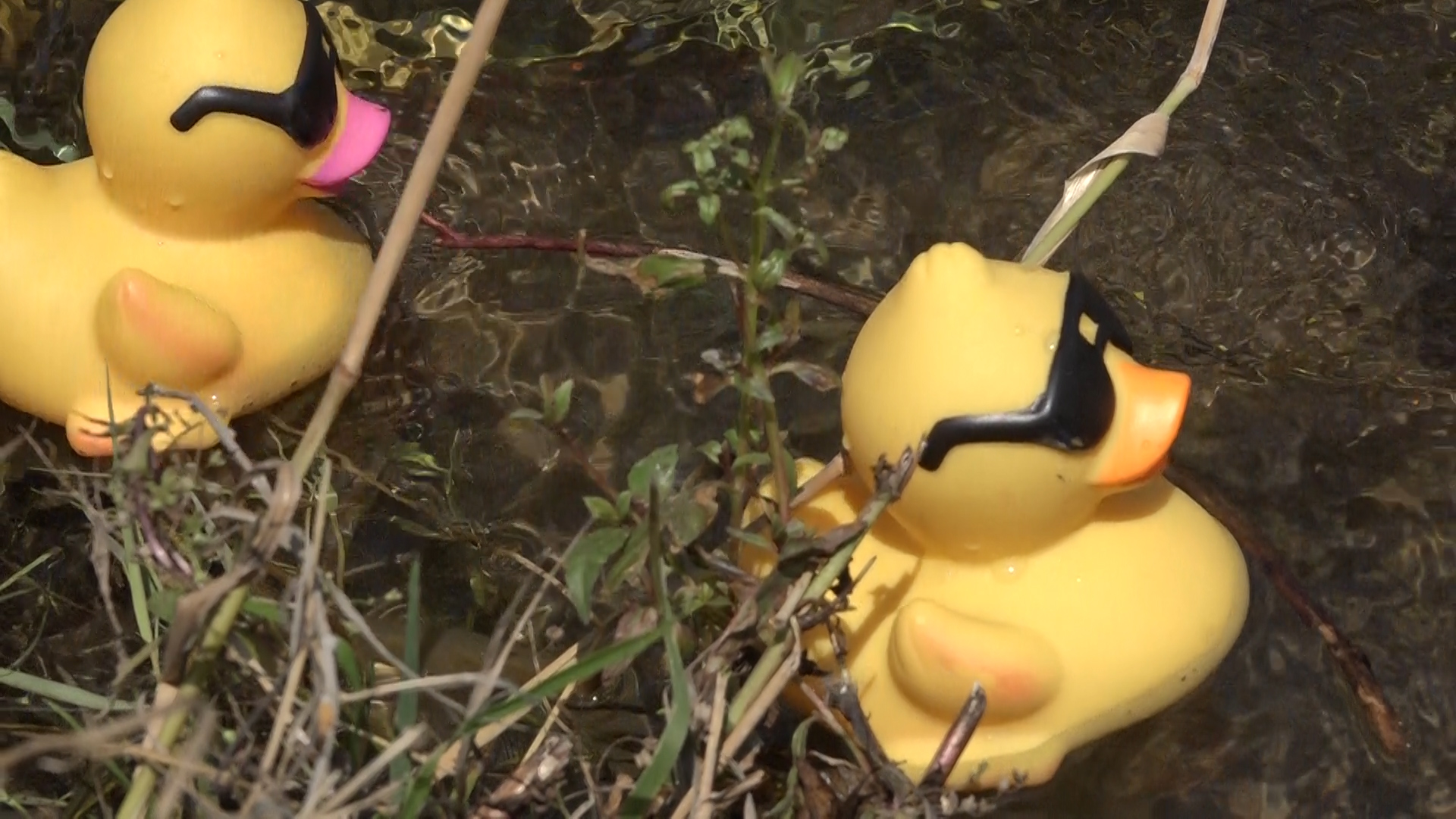 levend boezem Bijwonen Rubber ducks race down Rapid Creek for Children's Miracle Network