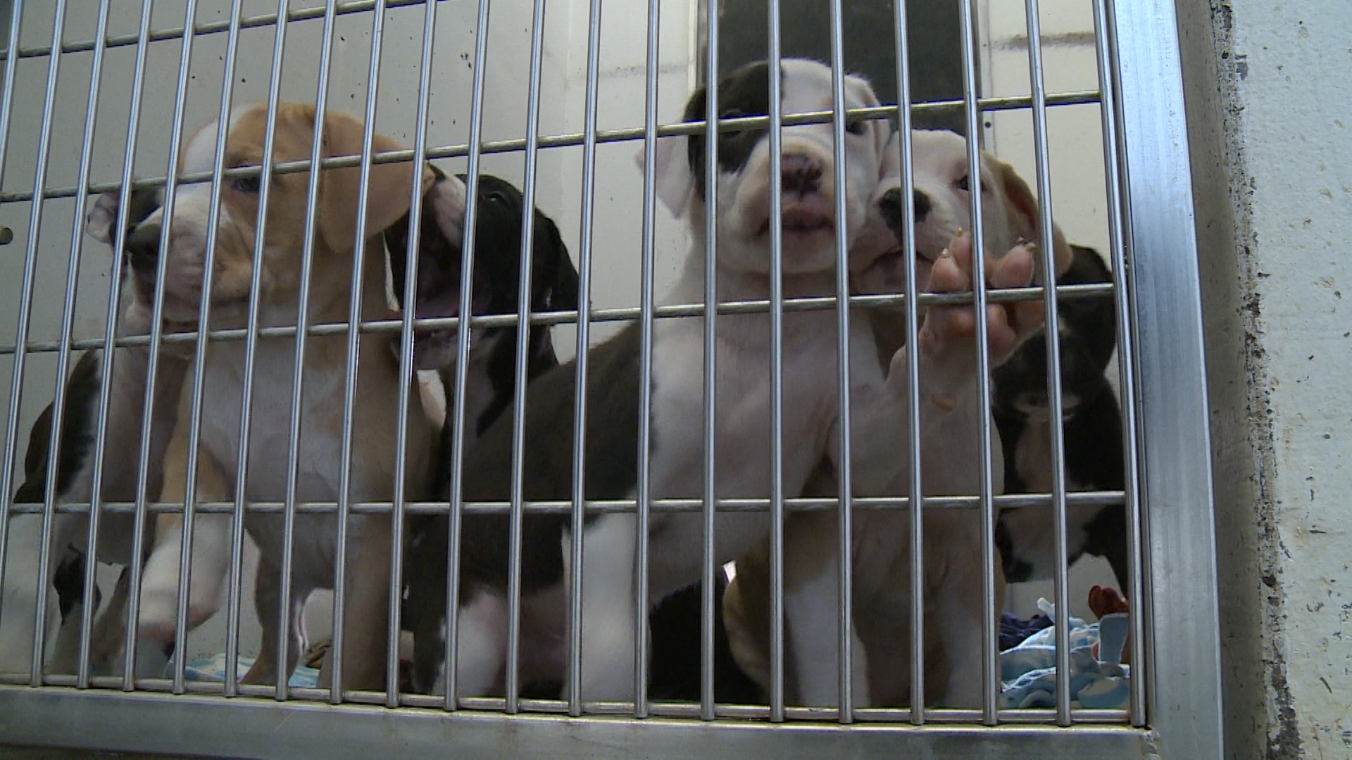 Chippewa Shelter preparing to take in dogs impacted by Hurricane