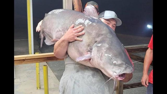 biggest catfish in the world