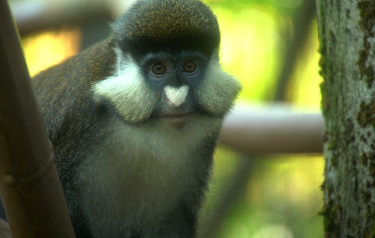 Oregon Zoo welcomes two new cheeky primates