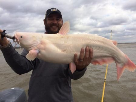Man catches albino catfish in Mississippi River