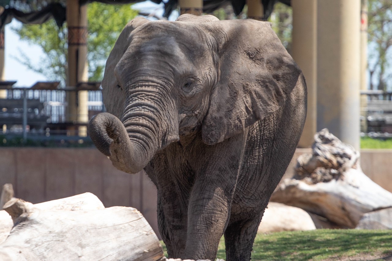 Basel Zoo euthanises star bull elephant - SWI