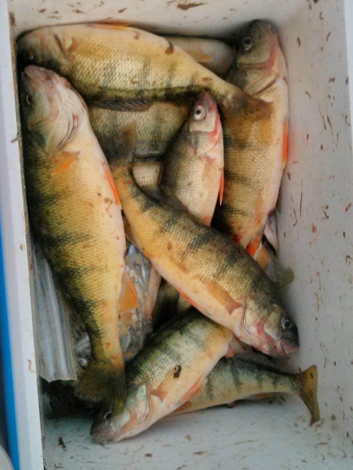 Lake Erie Yellow Perch: Now is the time to catch them