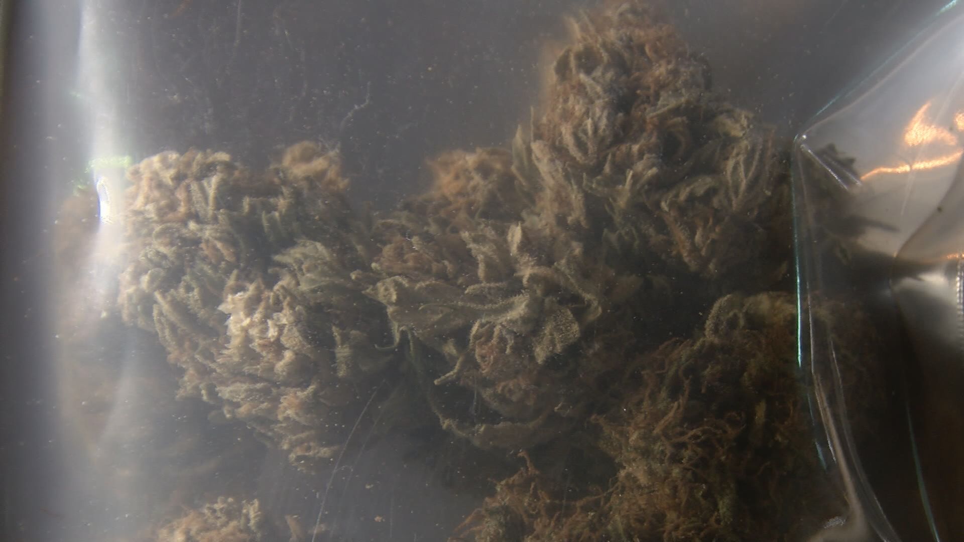 Growing weed at home in Minnesota: Your questions answered - CBS