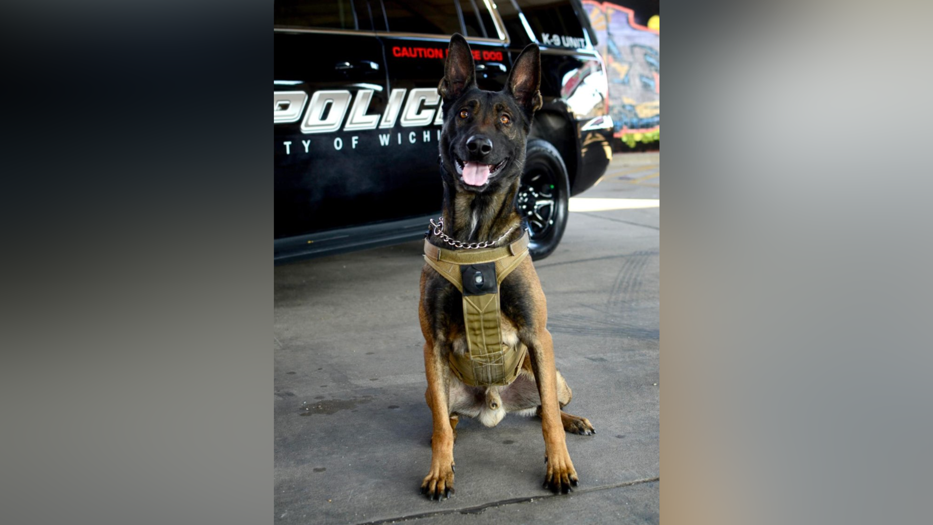 K-9 Bane dies in line of duty; sheriff believes dog was strangled 