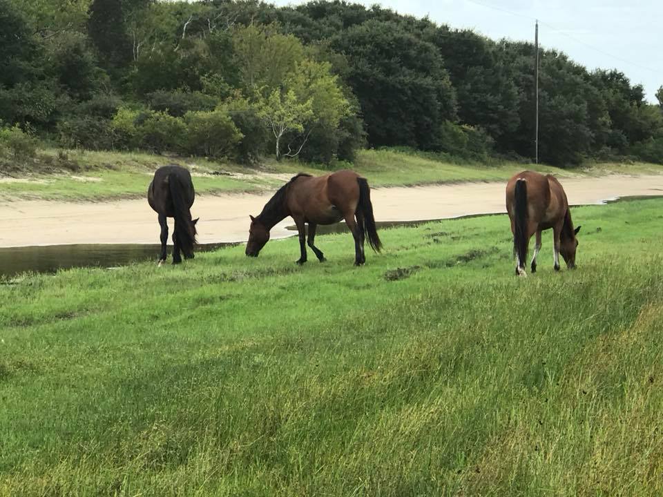 How Do Outer Banks Wild Horses Survive Hurricanes Like Dorian They Use Their Butts