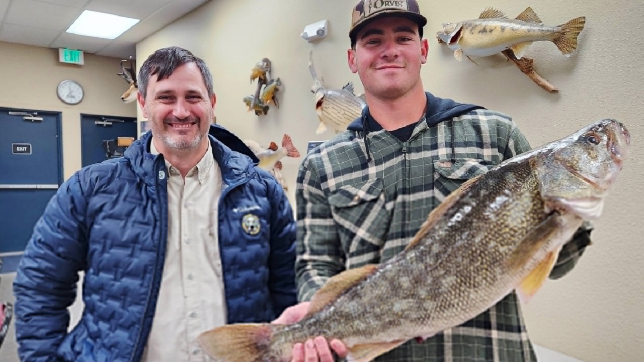 Massive walleye caught in Colorado is not a state record, despite