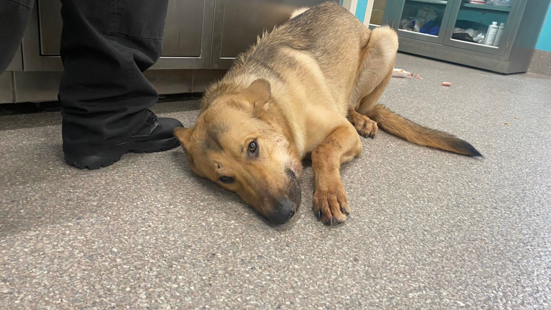 Dog surviving gunshot wound arrives at Kentucky Humane Society for medical  care