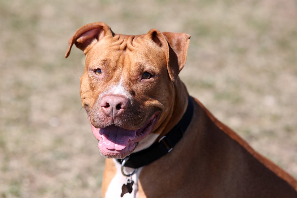 New SC law would target pit bull overpopulation with registration